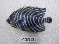 藏品(疊波蓋刺魚)的圖片